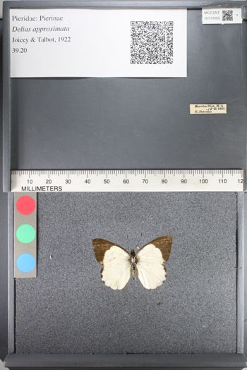 Media type: image;   Entomology 131650
